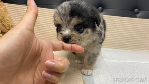 成約済の兵庫県のポメチワ:ポメラニアン×チワワ-348628の8枚目